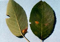 Rouille-tumeur clavariforme--1684.jpg--Taches et fructifications sur feuilles.      