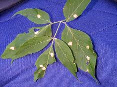 Anthracnose--1113.jpg--Taches foliaires.
