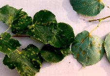 Phytopte veloutant du tilleul--1661.jpg--Érinose sur feuilles.  