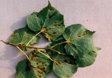 Phytopte veloutant du tilleul--1668.jpg--Lésions sur feuilles.  