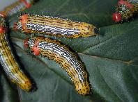 Chenille à bosse rouge--2205.jpg--Chenilles matures.