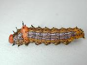 Chenille à bosse rouge--2206.jpg--Chenille mature.