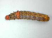 Chenille à bosse rouge--2207.jpg--Chenille mature.