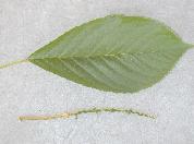 Chenille à bosse rouge--2776.jpg--Feuille mangée sauf la nervure principale.      