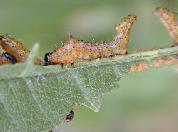 Chenille à bosse rouge--2777.jpg--Jeune chenille.  