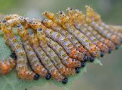 Chenille à bosse rouge--2778.jpg--Jeunes chenilles en groupe sur la feuille.    