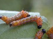 Chenille à bosse rouge--2779.jpg--Jeunes chenilles en groupe sur la feuille.    