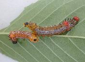 Chenille à bosse rouge--3245.jpg--Chenilles.