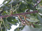 Chenille à bosse rouge--3247.jpg--Chenilles et dégâts.