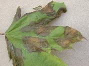 Anthracnose--3586.jpg--Taches foliaires.