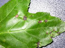 Anthracnose--4021.jpg--Taches foliaires.
