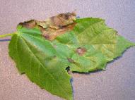 Anthracnose--4022.jpg--Taches foliaires.