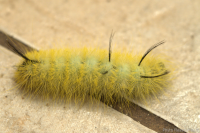 pics Chenille Jaune Poilu Quebec Papillon fiche du ravageur