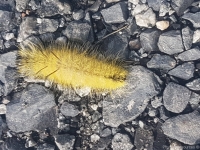 picture Chenille Jaune Poilu Quebec Papillon fiche du ravageur