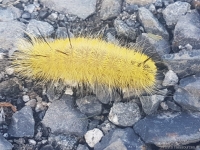 pics Chenille Jaune Poilu Quebec Papillon fiche du ravageur