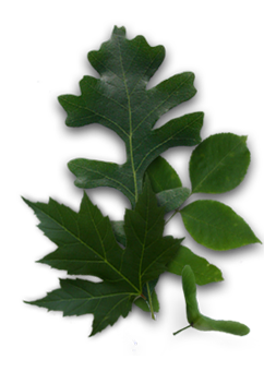 Plantes