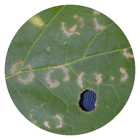 2_image1.gif