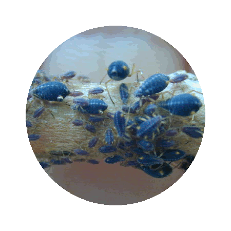 2_image4.gif