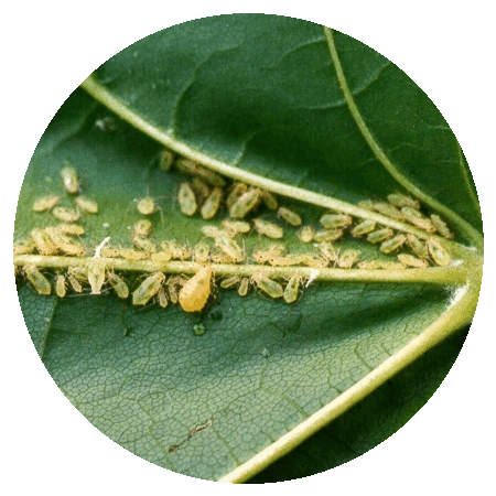 2_image8.gif