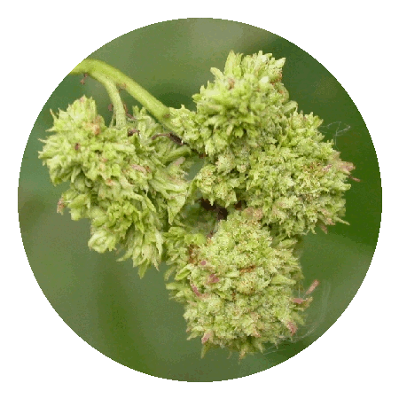 3_image1.gif